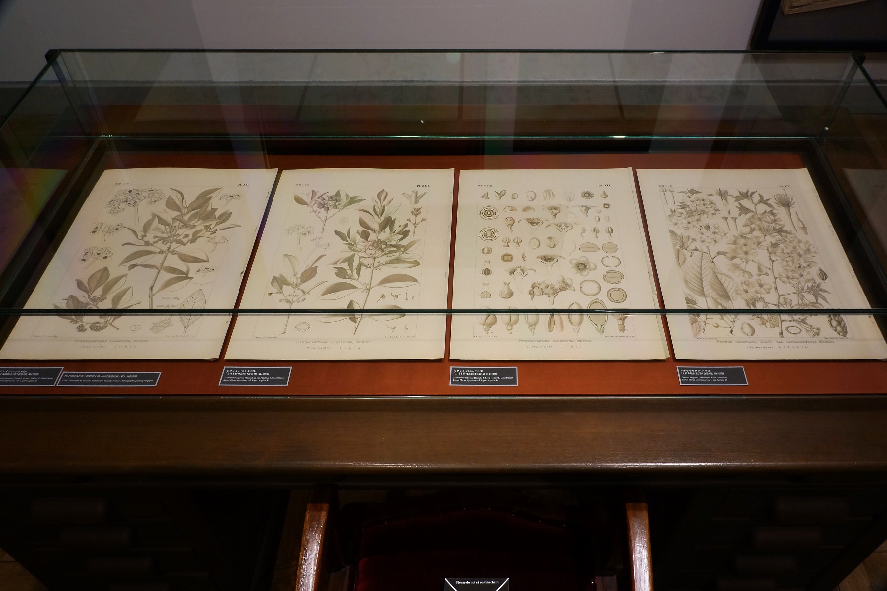 らんまん」牧野富太郎、植物標本に込めた情熱 「まるで絵画の