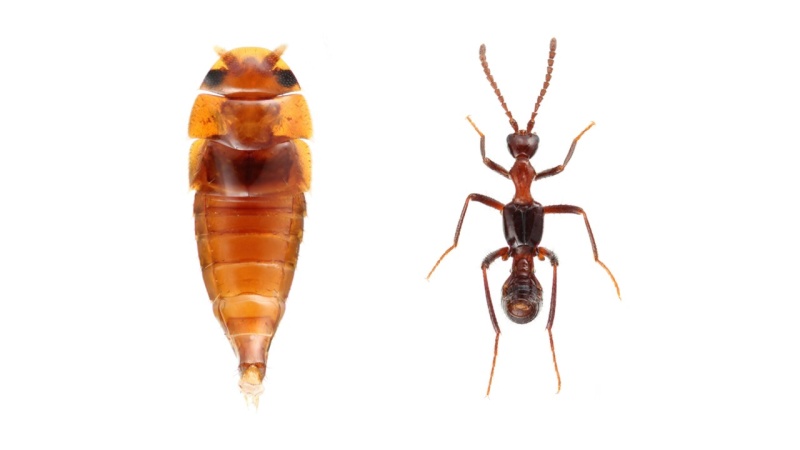 アリの巣に、エサをちゃっかりと盗み食いする他の昆虫が 世界中で地面