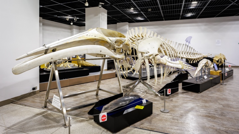 写真】水族館の人気者だったミナミゾウアザラシ 日大の「骨の博物館